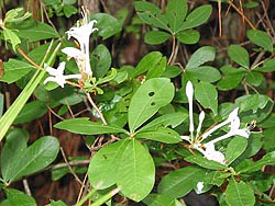 ma001-1.jpg