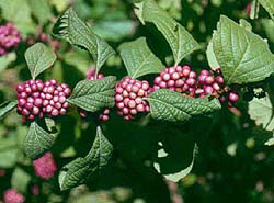 ma002-1.jpg