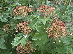 ma005-1.jpg