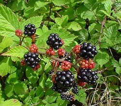 ma008-1.jpg