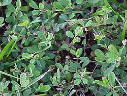 ma011-1.jpg