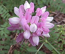 ma015-1.jpg