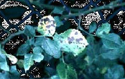 index_files/i0030000.jpg