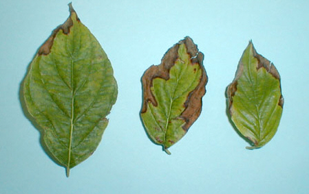 index_files/i0070000.jpg
