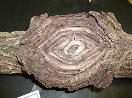 index_files/i0100000.jpg
