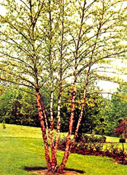 index_files/i0090000.jpg