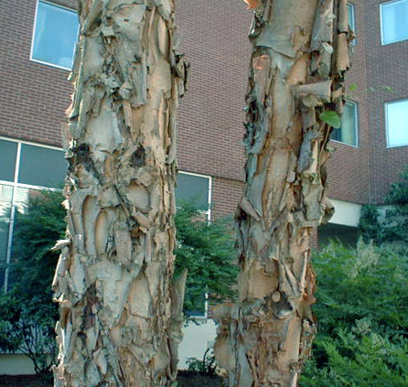 index_files/i0110000.jpg