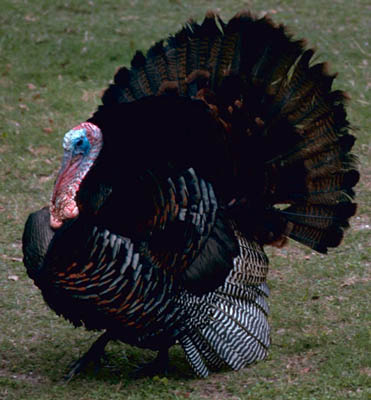 Eastern Wild Turkey small.jpg