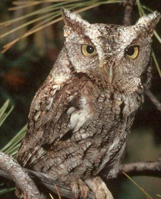 ScreechOwl small.jpg