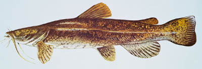 Flathead catfish small.jpg
