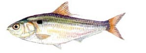 Threadfin Shad.jpg