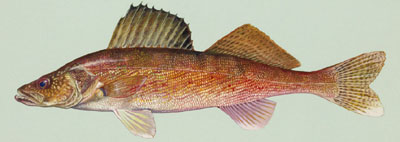 Walleye Small.jpg