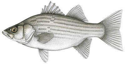 hybrid striped bass small.jpg