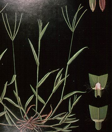 crabgrass.jpg