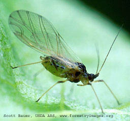 Aphid edited.jpg