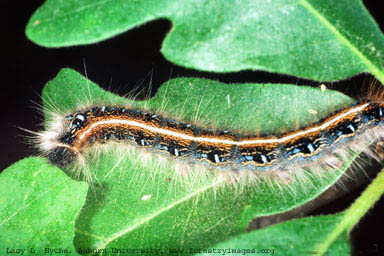 eastern_tent_caterpillar edited.jpg