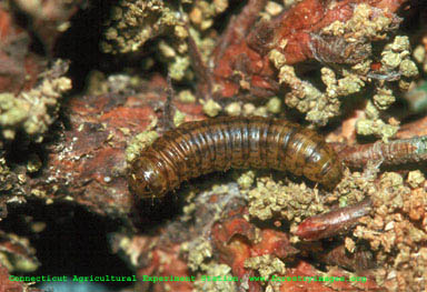 pine_webworm_larvae edited.jpg