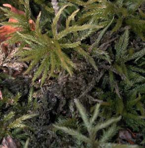moss-sphagnum.jpg