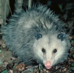 Opossum.jpg