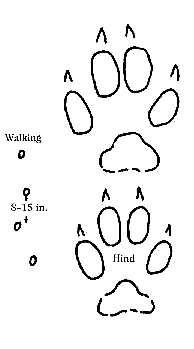 Gray Fox Tracks.gif