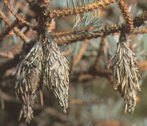 Bagworm.jpg