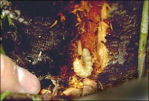 Borer.jpg