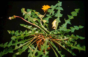 Dandelion.jpg